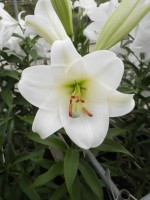 [1722 Savanne No01.JPG]